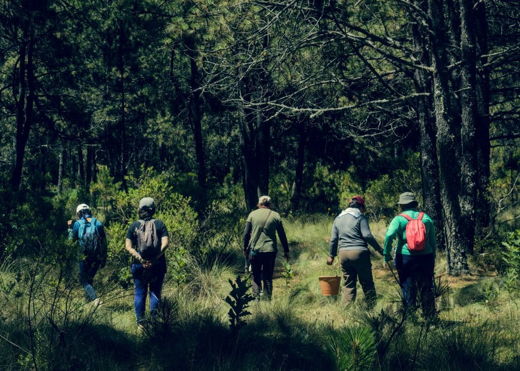 pexels-photo-38865397-38865397 Ecotherapy group in woodland exploring surroundings